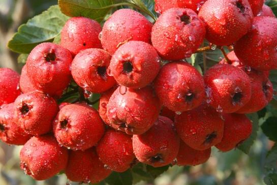 suncitygroup太阳成集团