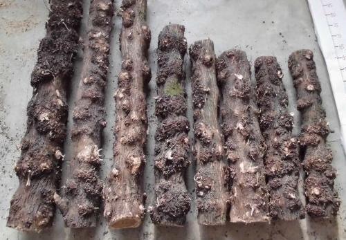 黑龙江---元旦观虎正当时_太阳成集团tyc(图2) 太阳成集团tyc