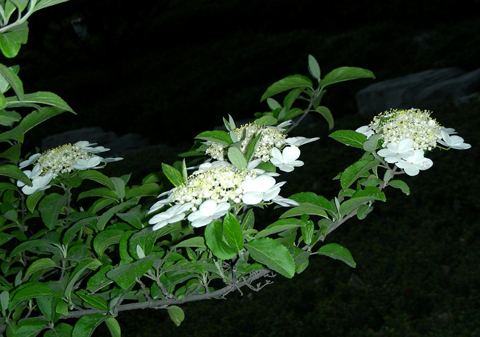 太阳成集团tyc-CMMB抛出新理念 服务95%个性化需求(图1) 太阳成集团tyc