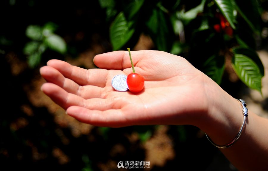 【太阳成官网】闻香止饥?KFC推出限量版木料 烧了会发出炸鸡香味!(图3) 太阳成集团tyc